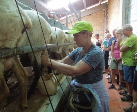 July 2013 Basque Milking the Sheep
